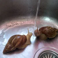 فروش حلزون آلبینو و آچاتینا