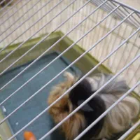 واگذاری خوکچه هندی