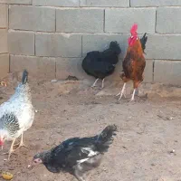 مرغ خروس وجوجه