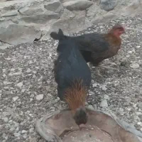 ماکیان تخمگذار|حیوانات مزرعه|سراوان, |دیوار