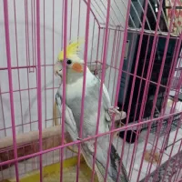 پرنده|پرنده|مشکین‌دشت, |دیوار