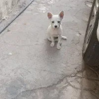 واگذاری پاکوتاه توله