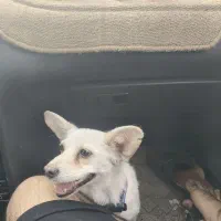 سگ پا کوتاه