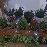 فروش خانگی انواع گل های آپارتمانی|گل و گیاه طبیعی|بیرجند, |دیوار