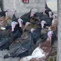 قلی محلی|حیوانات مزرعه|سقز, |دیوار