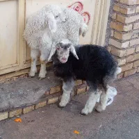 دو بره شیری دو تا پ ماده تازه علف خور شدن