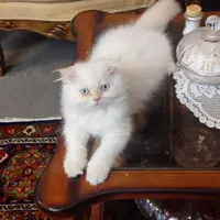 بچه گربه ماده میکس از مادر پرشین و پدر اسکاتیش