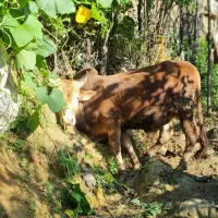 گوساله نر محلی ۴ وقت|حیوانات مزرعه|املش, |دیوار