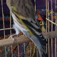 لربخان سهره قناری