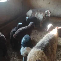 تعداد ۲۴راس میش داشتی