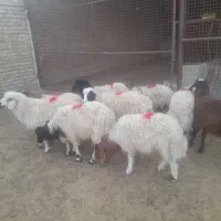 بره نر