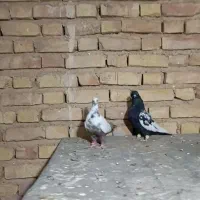 کبوتر بهبونی نر