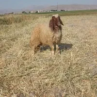 بره نر