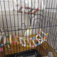 عروس هلندی جفت