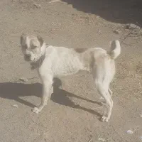 حیوانات|سگ|تربت جام, خیرآباد|دیوار