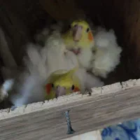 عروس هلندی لوتینو مولد|پرنده|بندر ماهشهر, |دیوار