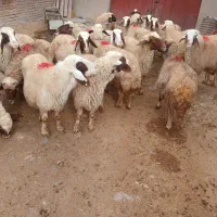 گوسفند|حیوانات مزرعه|کرمانشاه, |دیوار