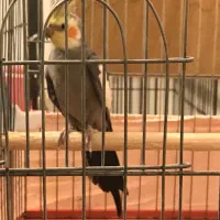 فروش عروس هلندی