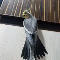 عروس پاریس نر فول فول دستی و سخنگو درجه یک|پرنده|اهواز, مجاهد|دیوار