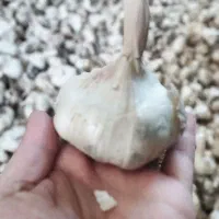 سیر|عمدهفروشی|جوکار, |دیوار