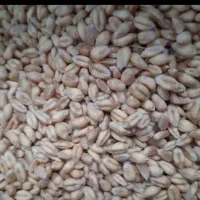 گندم ابی اصلاح شده