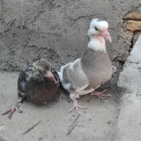 جوجه کفتر|پرنده|قم, شهر قائم|دیوار