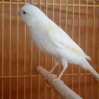 قناری نر 2عدد