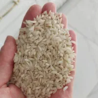 برنج محلی دانه بلند