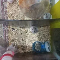 همستر وینتر وایت و کمپل|موش و خرگوش|تهران, مشیریه|دیوار