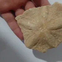 فسیل|کلکسیون اشیاء عتیقه|شوط, |دیوار