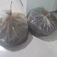 خرما شیره دار تازه محصول امسال