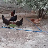 مرغ و خروس محلی اصل|حیوانات مزرعه|برازجان, |دیوار