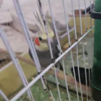 چهار عدد عروس هلندی با ۴تخم