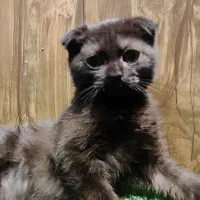 اسکاتیش قهوای|گربه|تهران, امام زاده عبدالله|دیوار