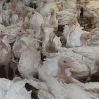 جوجه بوقلمون گوشتی بیوتی 40روزه(خانه طیور)|حیوانات مزرعه|زابل, |دیوار