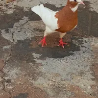 ماده  طوق زرد