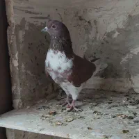 کبوتر غریب گیری|پرنده|ساوه, |دیوار