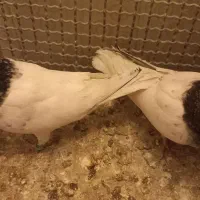 نر و ماده کله سبز به ضمانت|پرنده|تربت‌حیدریه, میدان مرکزی|دیوار