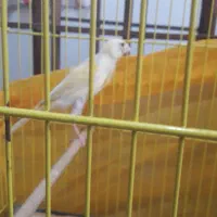 یک عددقناری ماده آماده پس کوزه سن یکسال قیمت ۱۲۰۰