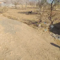 سگ دوبرمن|سگ|کرمانشاه, |دیوار