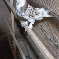 سه تا هما کاکل پاپر خون پاک اصیل|پرنده|گرمسار, |دیوار