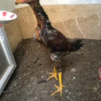 جوجه خروس لاری