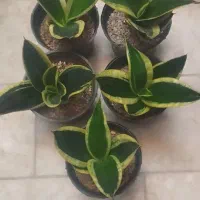 سانسوریا ابلق پاکوتاه