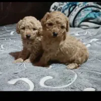 پودل نر و ماده