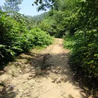 باغ کیوی با ۷۰ درخت ۵ساله|فروش زمین و ملک کلنگی|چوبر, |دیوار