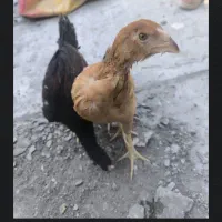 سه تا جوجه لارنژاداصل