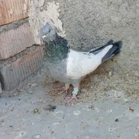 کبوتر سینه سبز|پرنده|مرودشت, بیست متری بیمارستان|دیوار