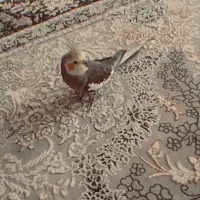 عروس هلندی نر و ماده