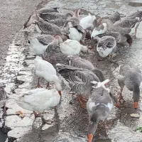 غاز و قوغاز چاق پرواری . مخصوص کشتار