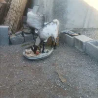 کیسه و مادرش